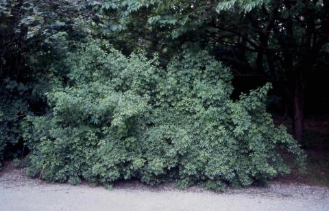 Fiveleaf Aralia form