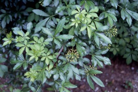 Fiveleaf Aralia flowers and fruit