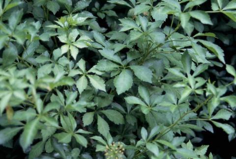 Fiveleaf Aralia leaves
