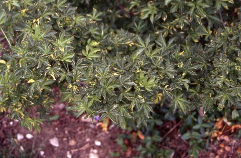 Fiveleaf Aralia, cultivar 'Variegatus'