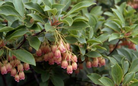 Redvein Enkianthus flowers