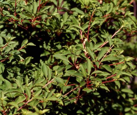 Redvein Enkianthus leaves