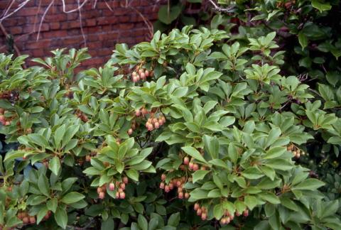 Redvein Enkianthus flowers and leaves