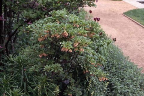 Redvein Enkianthus form