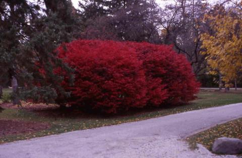 Winged Euonymus fall color