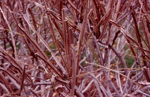 Winged Euonymus winged stems