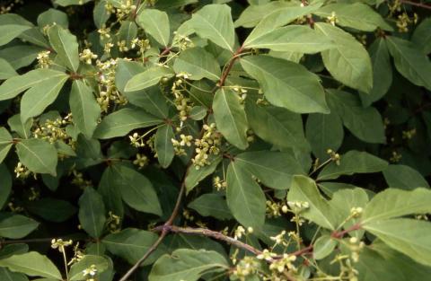 Winged Euonymus leaves