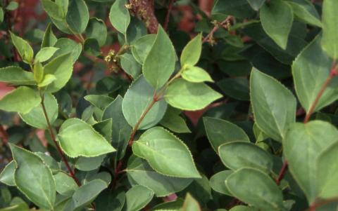 Forsythia x intermedia leaves