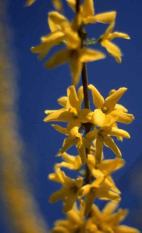 Forsythia x intermedia flowers