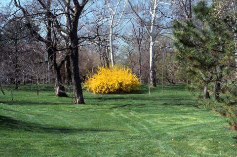 Forsythia x intermedia form