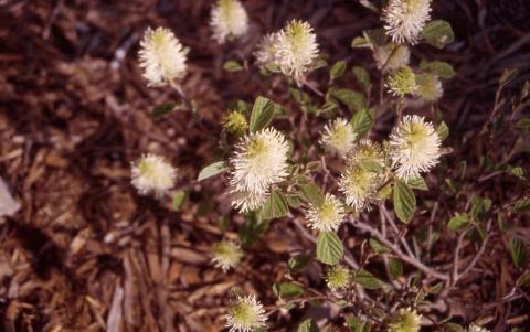 Dwarf Fothergilla flowers