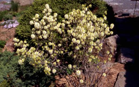Dwarf Fothergilla in flower