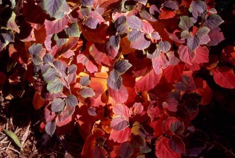 Dwarf Fothergilla fall color