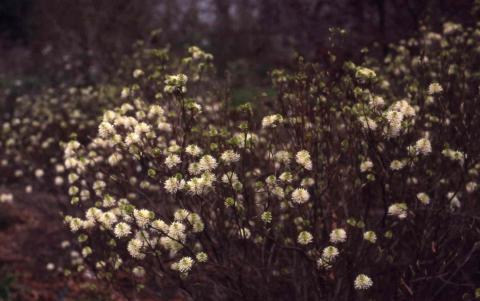Large Fothergilla flowers