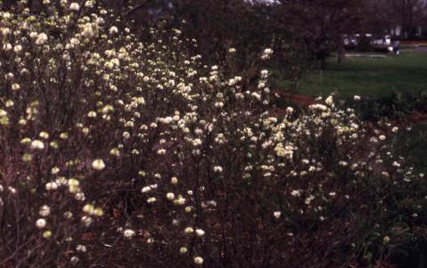 Large Fothergilla in flower