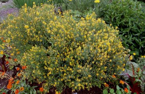 Dyer's Greenwood in flower