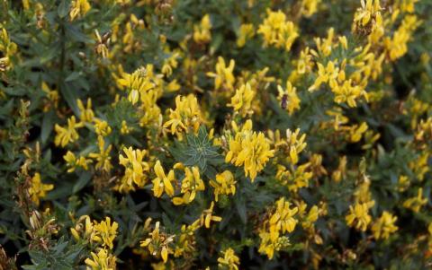 Dyer's Greenwood flowers