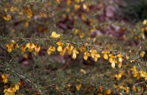 Dyer's Greenwood flowers close up