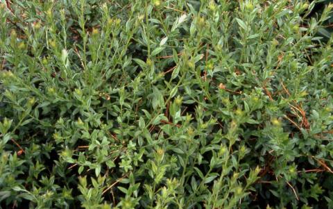 Dyer's Greenwood leaves