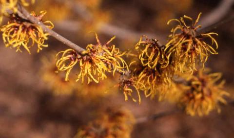 Hybrid Witchhazel flowers
