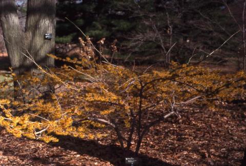 Hybrid Witchhazel in flower