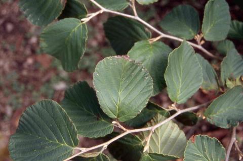 Hybrid Witchhazel leaves