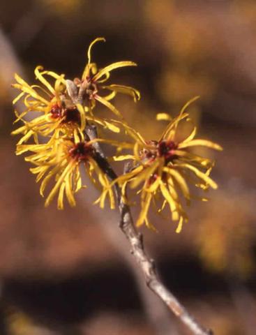 Chinese Witchhazel flowers