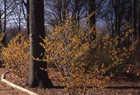 Chinese Witchhazel in flower