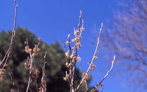 Vernal Witchhazel flowers