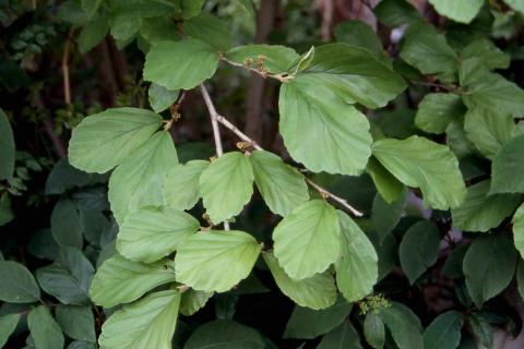 Vernal Witchhazel leaves