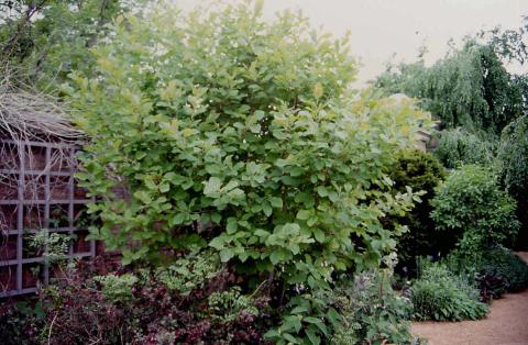 Vernal Witchhazel form