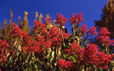 Fruit of Seven-son Flower 