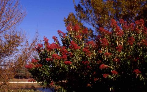Seven-son Flower in fruit