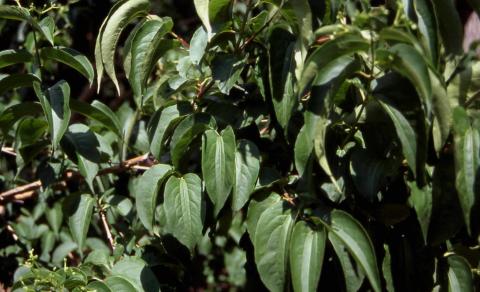 Seven-son Flower form