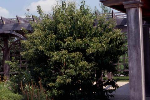 Seven-son Flower form