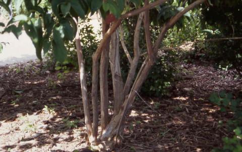 Bark of Seven-son Flower 