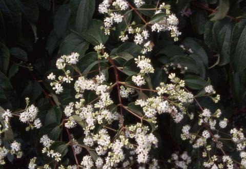 Flowers of Seven-son Flower