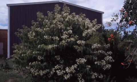 Seven-son Flower in flower
