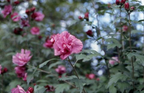 Rose of Sharon flowers