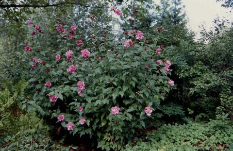 Rose of Sharon form