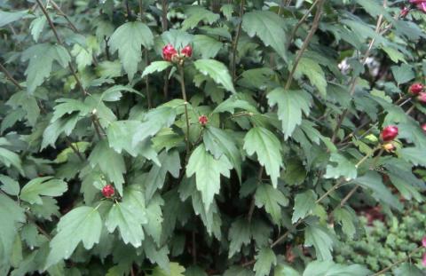 Rose of Sharon leaves