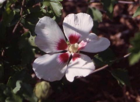 Rose of Sharon,  flower of the cultivar 'Red Heart'
