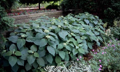 Smooth Hydrangea form