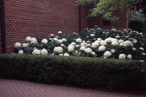  Smooth Hydrangea in flower