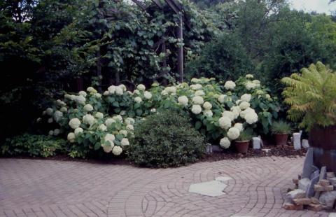 Smooth Hydrangea in flower