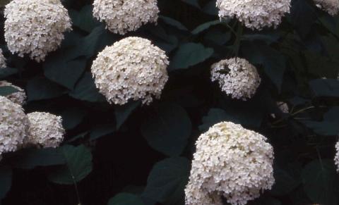  Smooth Hydrangea flowers of the cultivar 'Annabelle'
