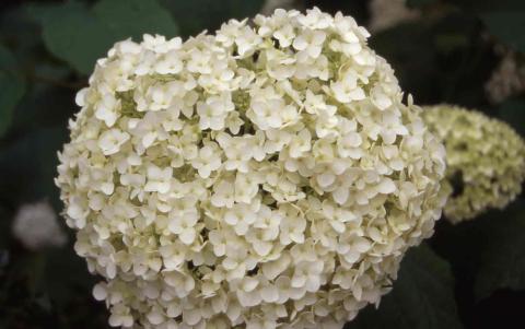  Smooth Hydrangea, flowers of the cultivar 'Annabelle'