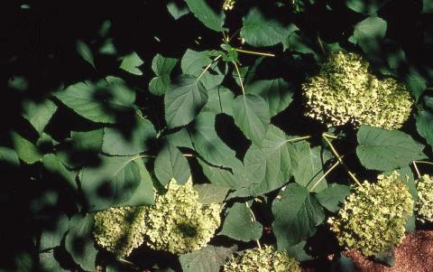 Smooth Hydrangea leaves
