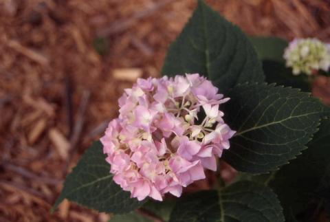 Bigleaf Hydrangea flowers