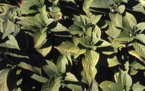Bigleaf Hydrangea leaves
